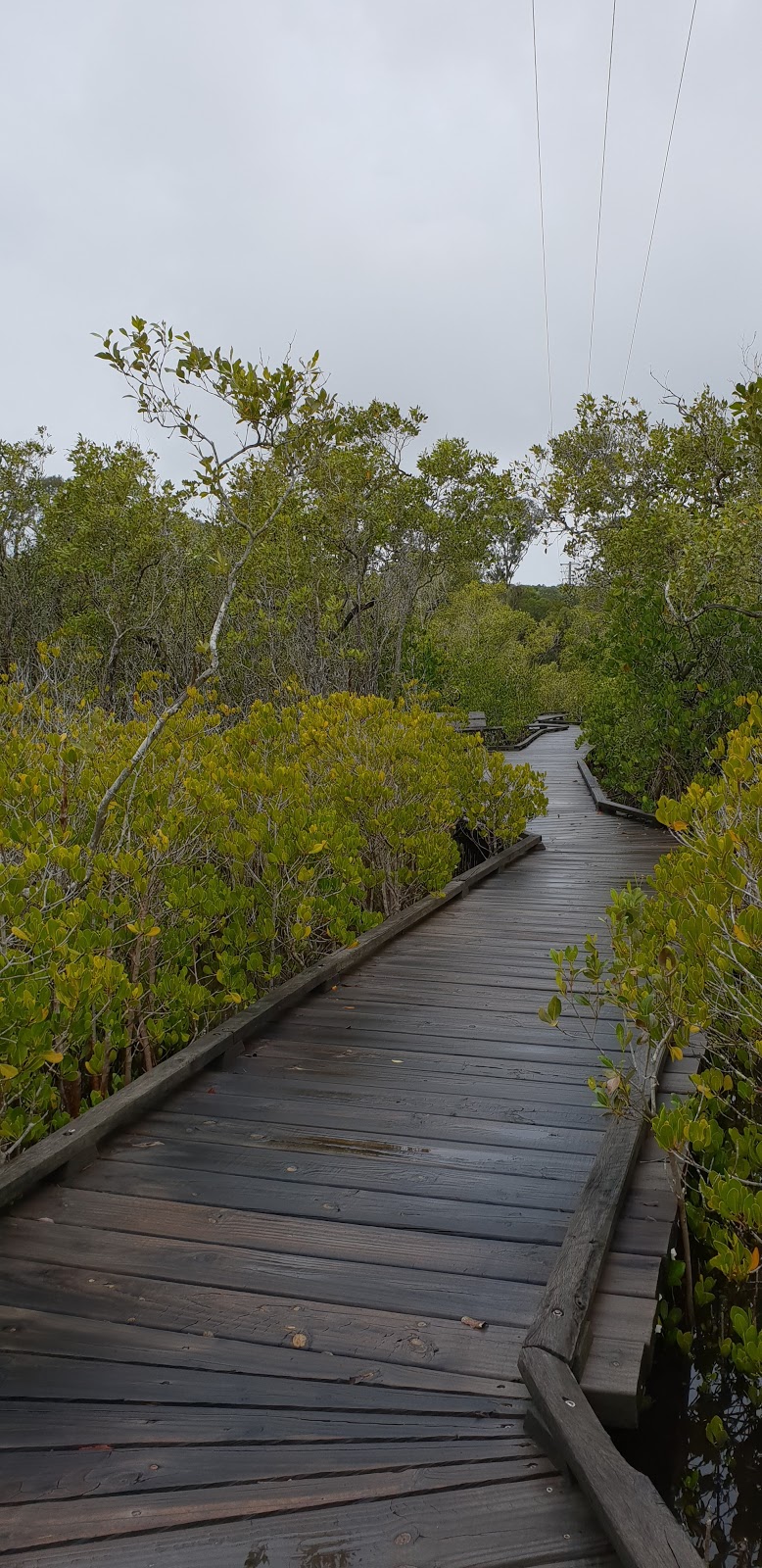 Weyba Mangrove Boardwalk | park | 163 Weyba Rd, Noosaville QLD 4566, Australia