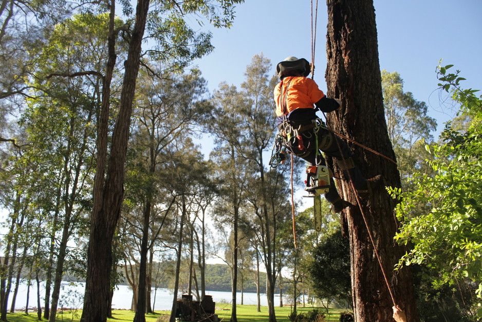 Cutting Edge Tree Maintenance | 47 King St, Warners Bay NSW 2282, Australia | Phone: (02) 4003 4400