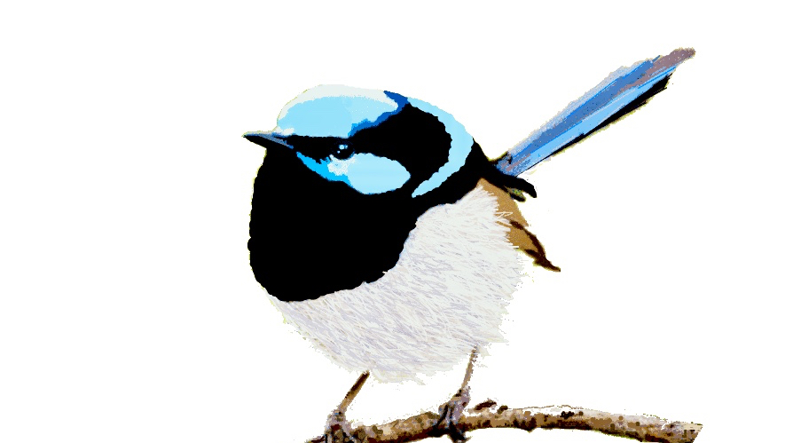 Blue Wren Window Cleaning Dubbo | 31 Allandale Dr, Dubbo NSW 2830, Australia | Phone: 0407 931 478