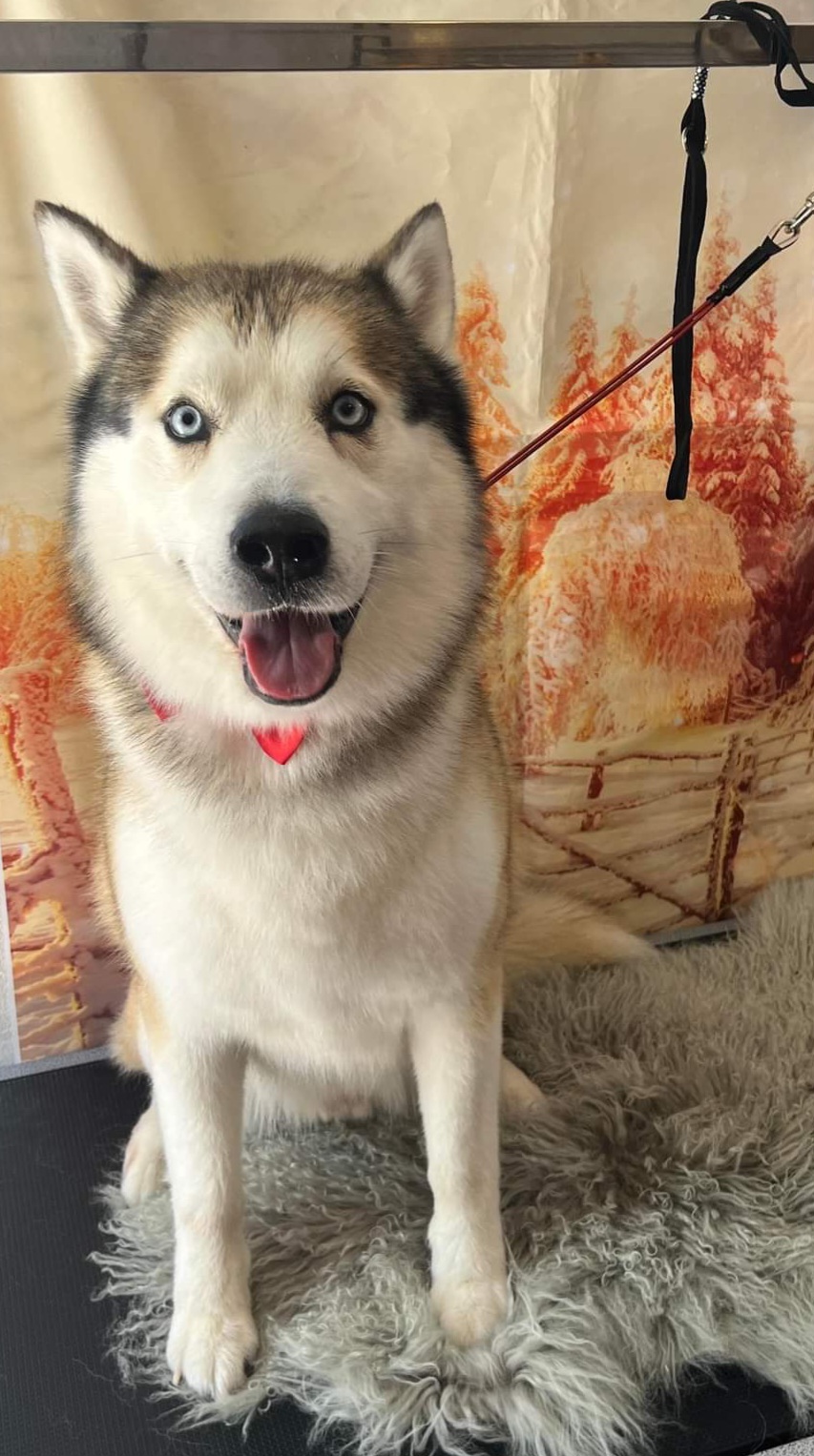 Halo Dog Grooming | Garfield Rd, Glenorchy TAS 7010, Australia | Phone: 0438 433 858