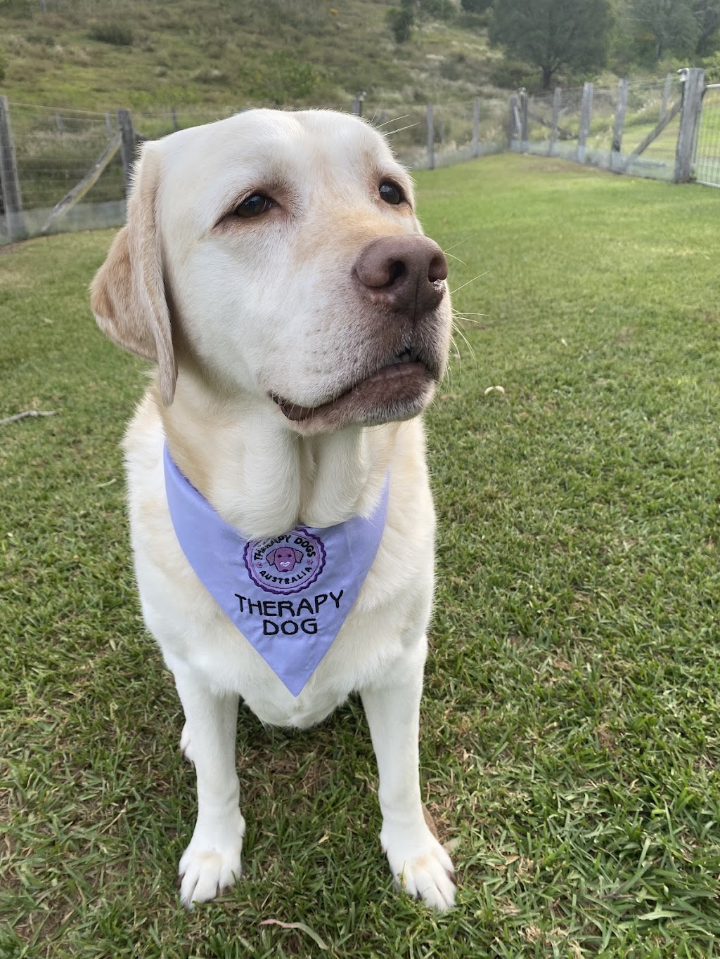 Talking Tails | Samford Community Hub, 2204 Mount Samson Rd, Samford Valley QLD 4520, Australia | Phone: 0434 554 630