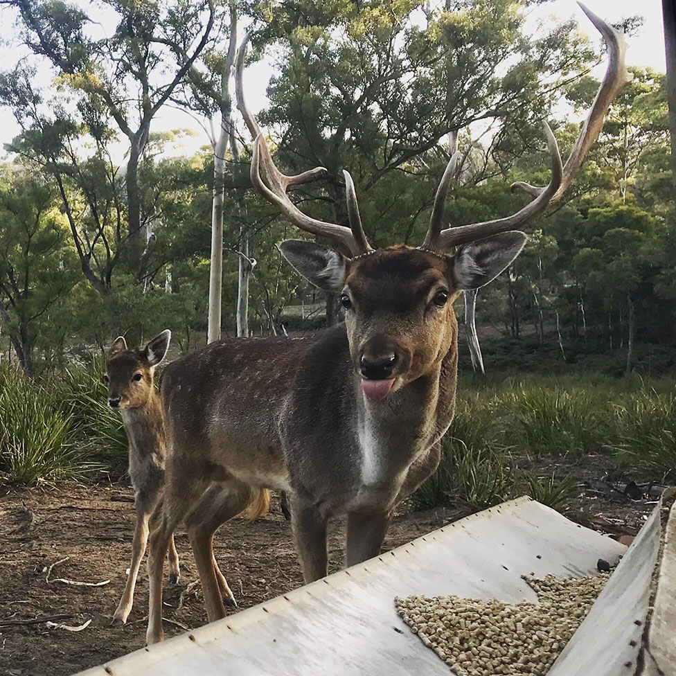 Gumleaves bush holidays | 219 Swanston Rd, Little Swanport TAS 7190, Australia | Phone: 0488 718 749