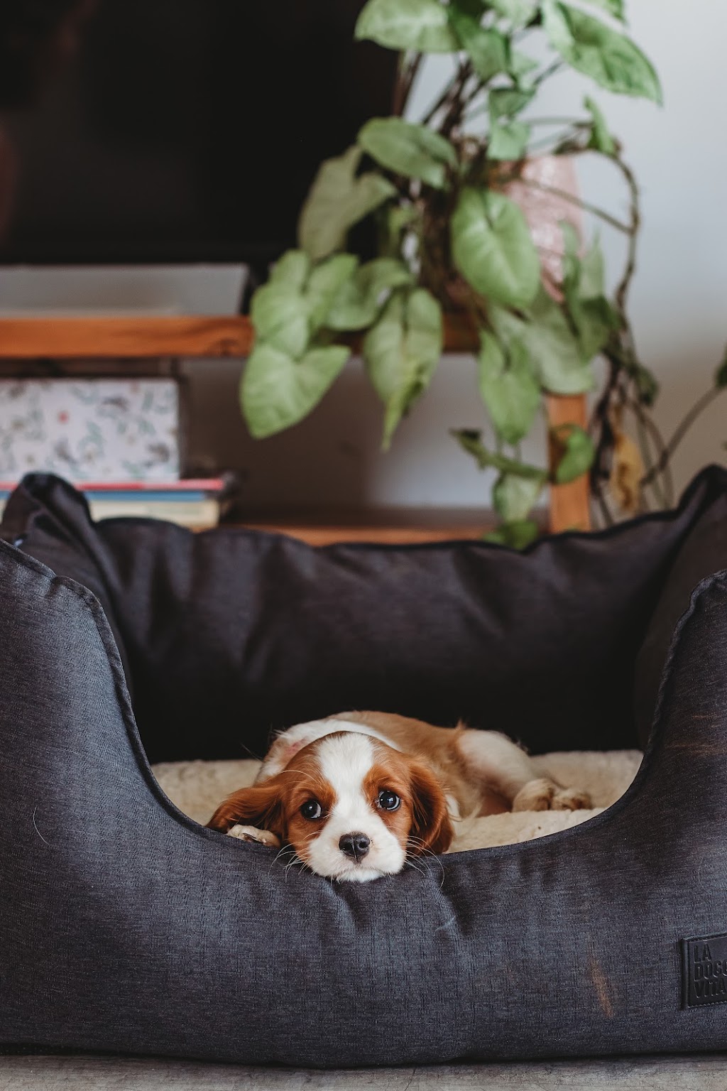 Woods Cavaliers & Oodles | Mandurama Rd, Mandurama NSW 2792, Australia | Phone: 0407 230 709