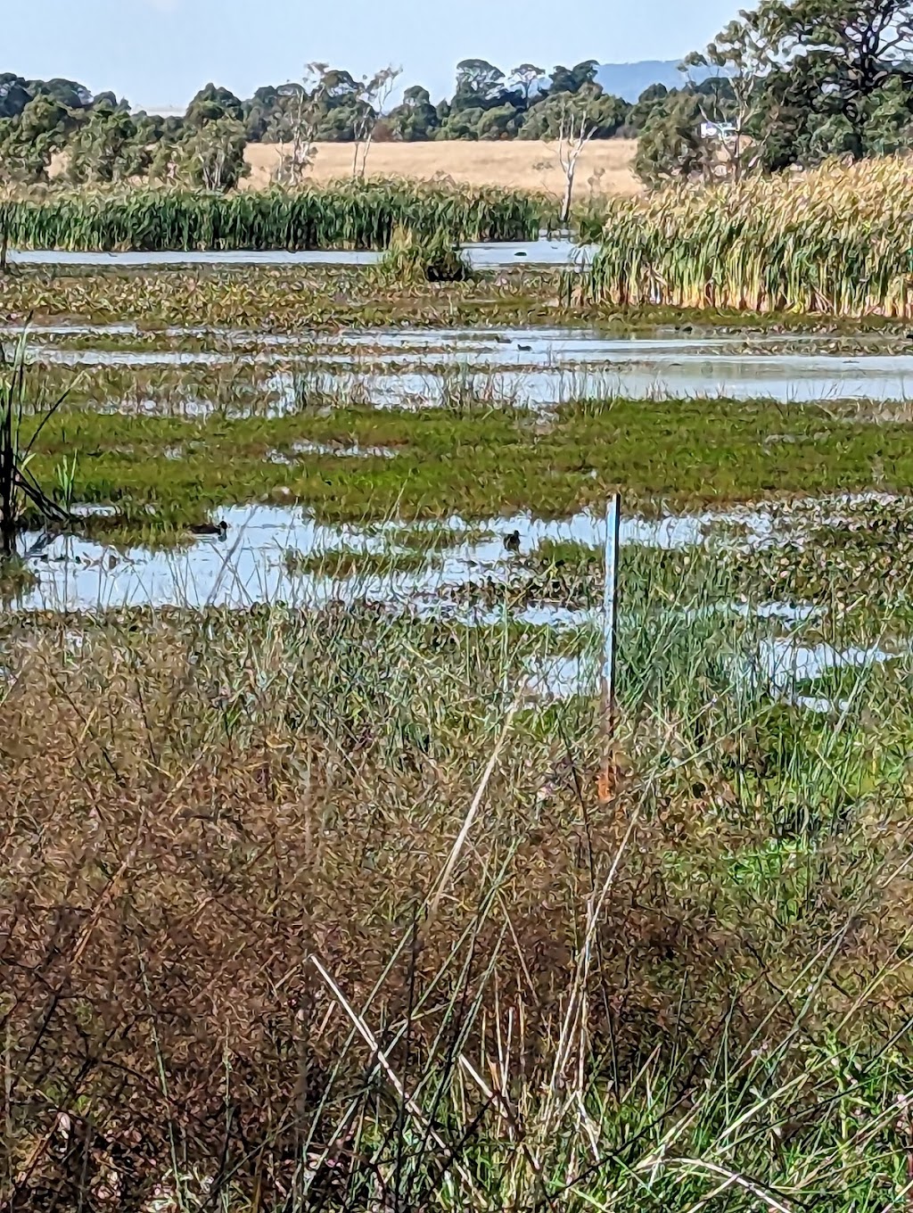 Lake Elijah | Lucas Ln, Lucas VIC 3350, Australia | Phone: 0412 886 039