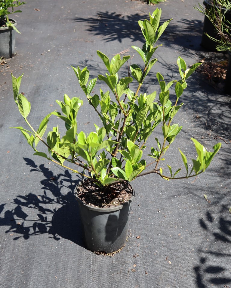 Crystal Nursery | Crooks Valley Rd, Crystal Creek NSW 2484, Australia | Phone: 0487 393 831