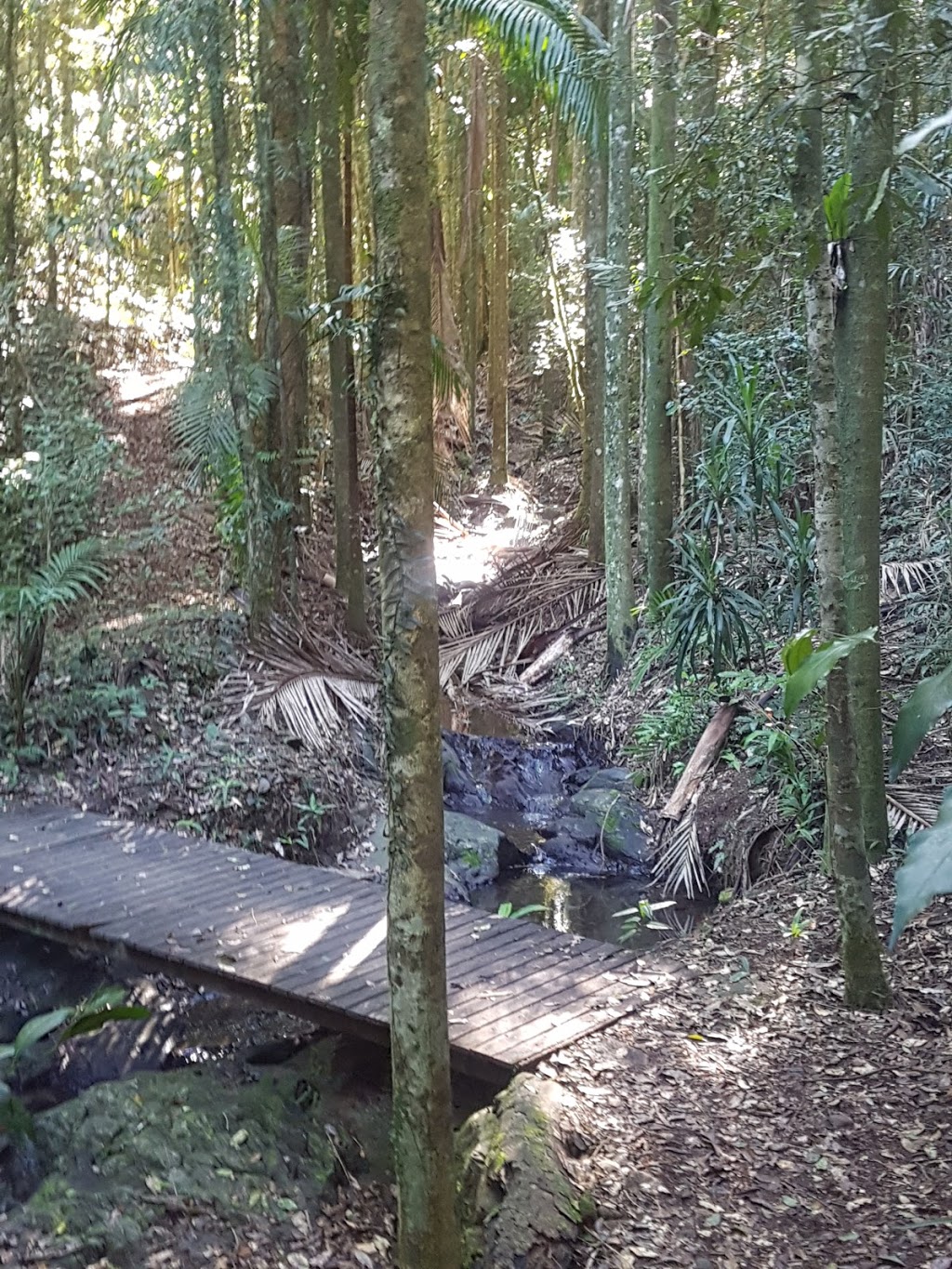 Imbil State Forest 1 | park | Queensland, Australia