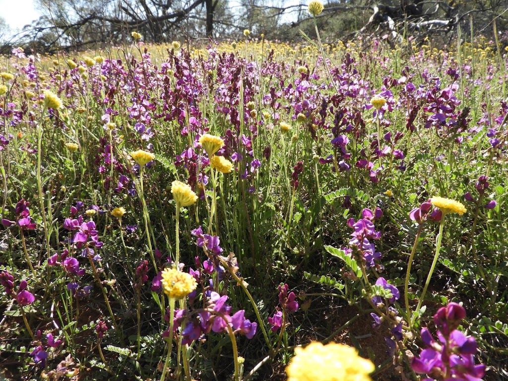 Coalseam Conservation Park | park | 3424 Coalseam Rd, Holmwood WA 6522, Australia