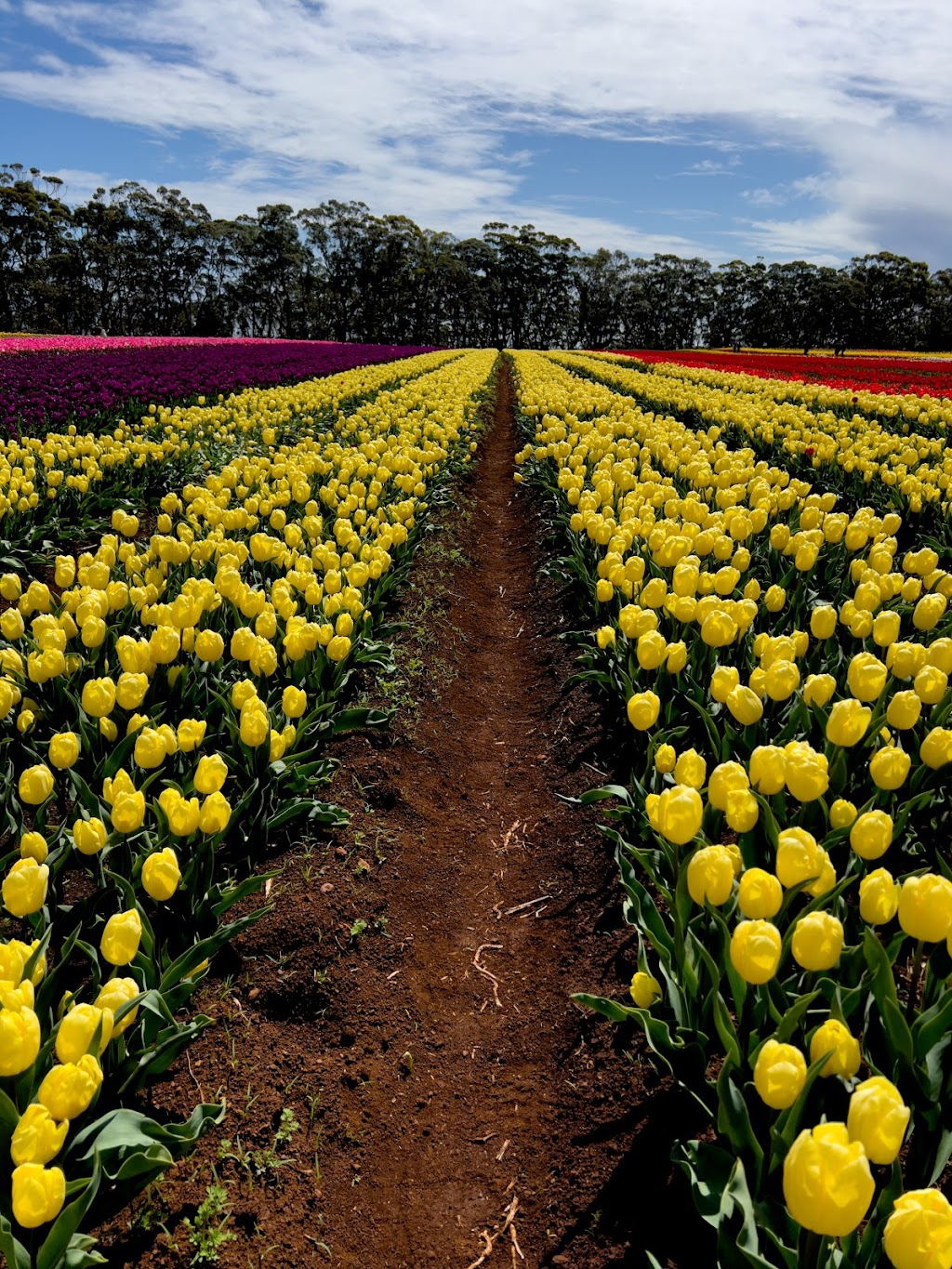 Van Diemen Quality Bulbs | 363 Table Cape Rd, Wynyard TAS 7325, Australia | Phone: (03) 6442 2012