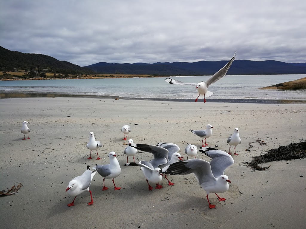 Diamond Island Nature Reserve | park | Tasmania, Australia