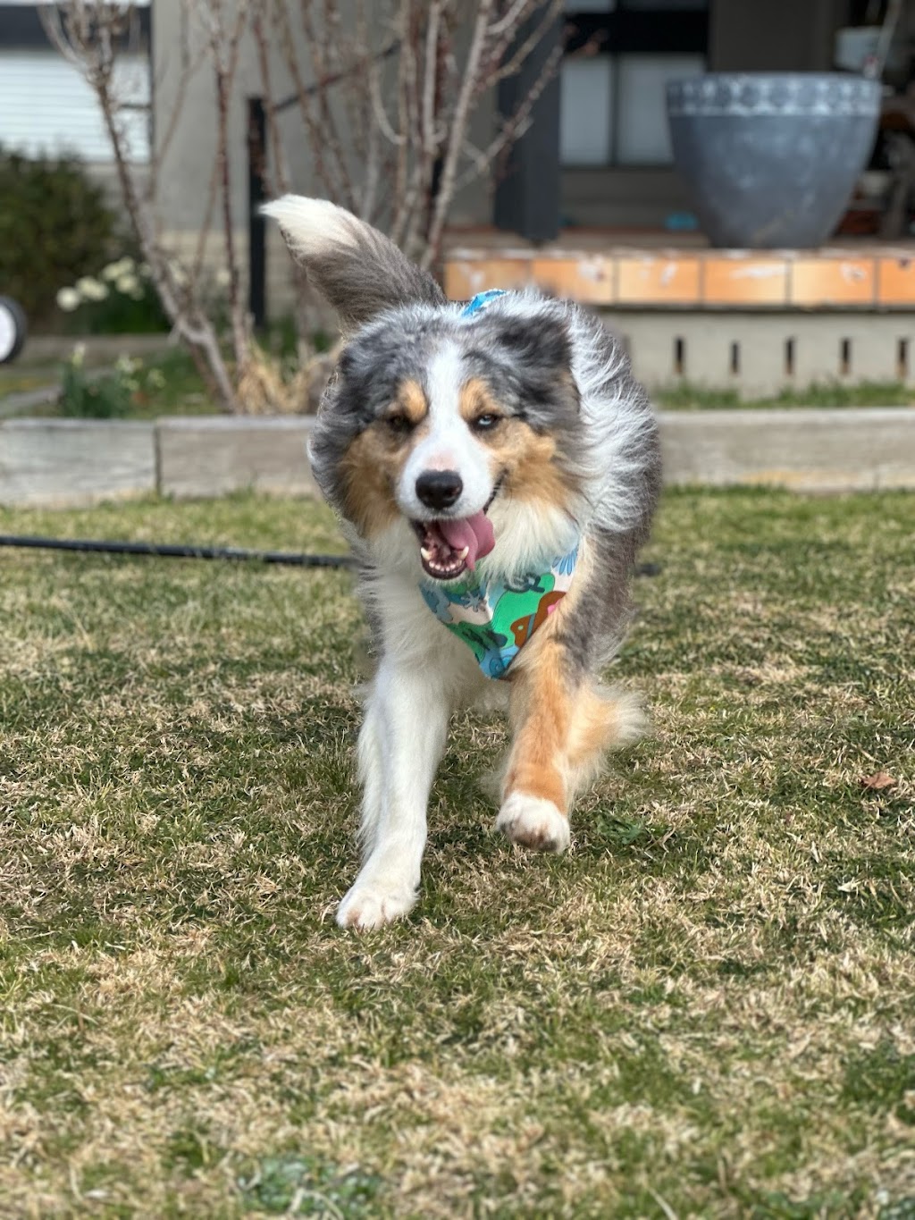 Scrub A Dub Dogs | 7 Meehan Pl, Moss Vale NSW 2577, Australia | Phone: 0435 485 238