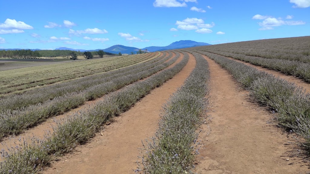 Bridestowe Lavender Farm | 296 Gillespies Rd, Nabowla TAS 7260, Australia | Phone: (03) 6352 8182