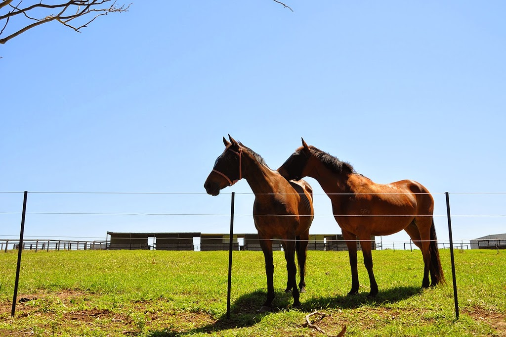 Scenic NSW Equine Centre | 205 Campbelltown Rd, Denham Court NSW 2565, Australia | Phone: (02) 9605 7410