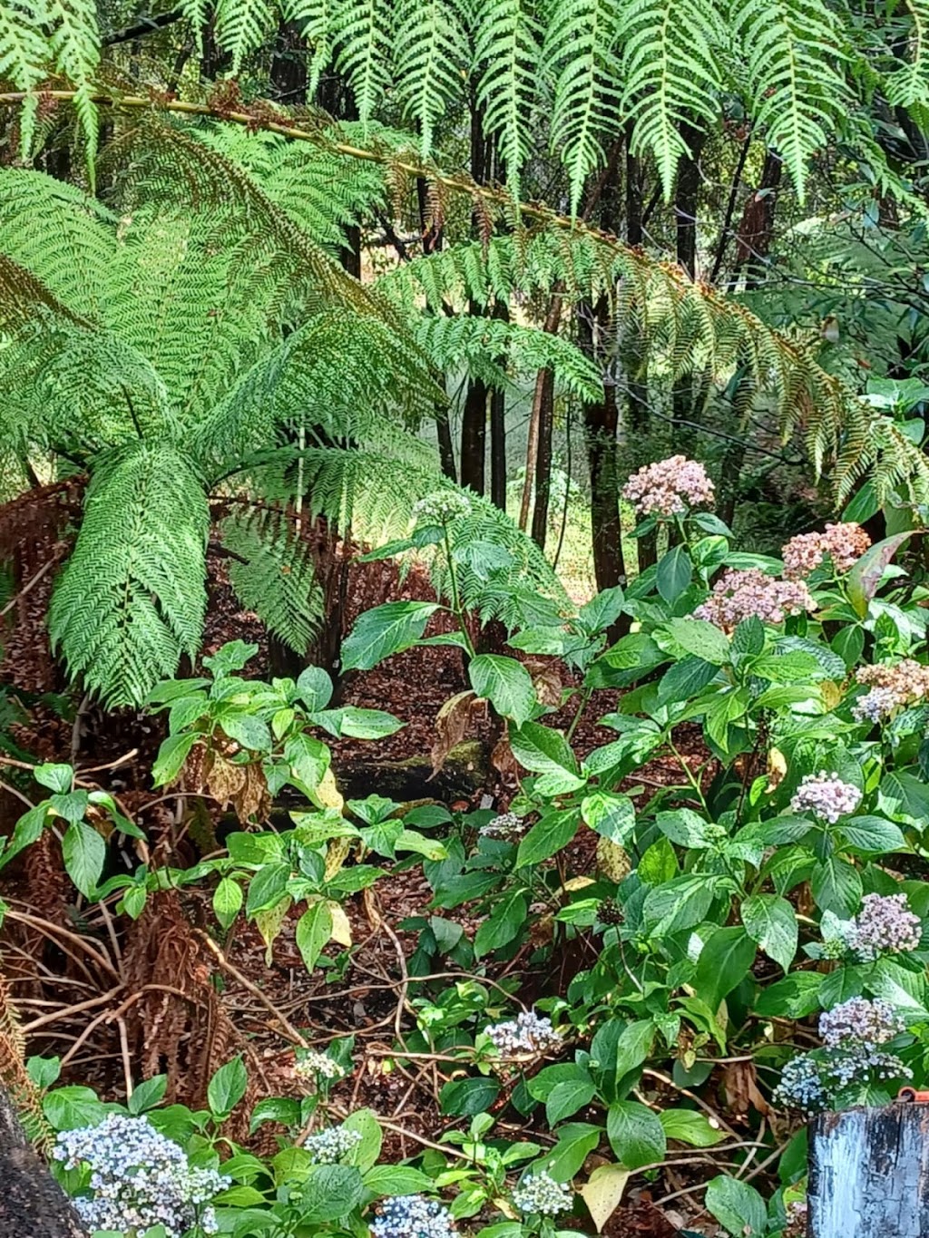 Judbury Bush Retreats | 189 Forest Hill Rd, Judbury TAS 7109, Australia | Phone: 0432 391 504