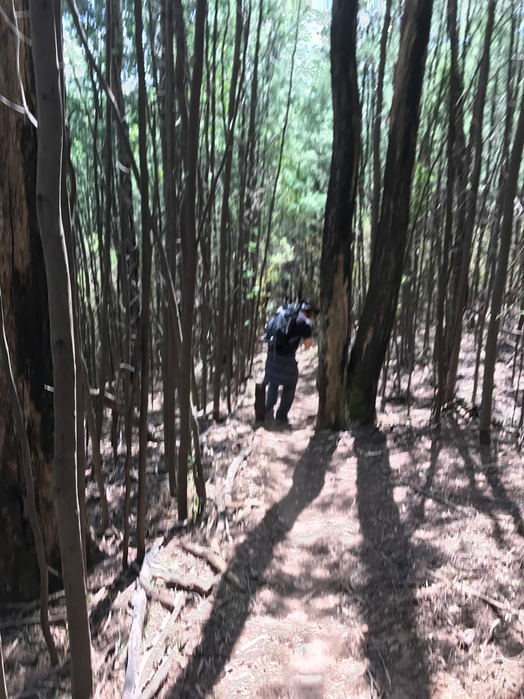 Jawbone Creek Track | Jawbone Creek Track, Taggerty VIC 3714, Australia