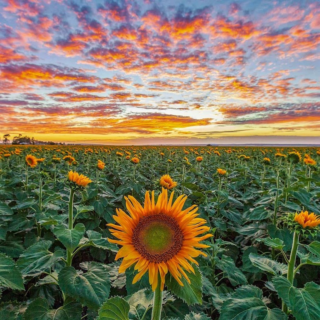 Sunshine and Sunflowers Farm Visit | tourist attraction | 56 Warumkarie Rd, Kalbar QLD 4309, Australia | 0754637549 OR +61 7 5463 7549