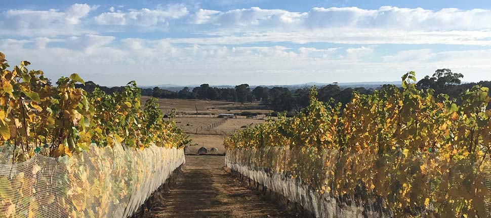 Chanters Ridge Vineyard | 440 Chanters Ln, Fern Hill VIC 3458, Australia | Phone: 0427 511 341