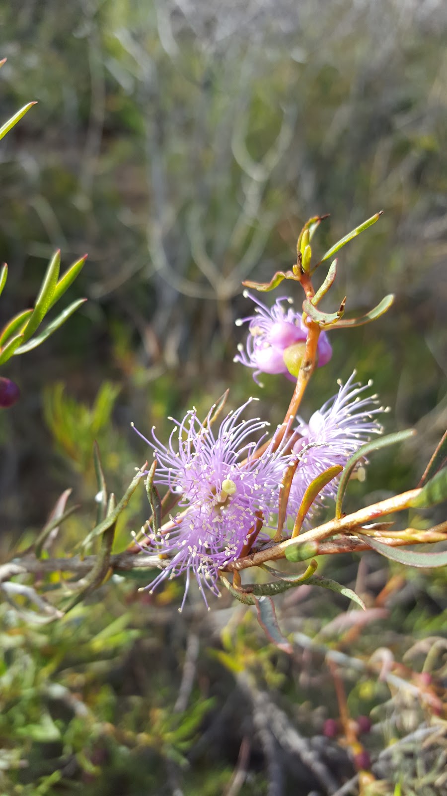 Mundy Regional Park | park | Forrestfield WA 6058, Australia | 0894420300 OR +61 8 9442 0300