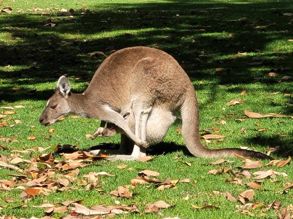 Yanchep Koala Boardwalk | tourist attraction | Yanchep WA 6035, Australia | 0893037759 OR +61 8 9303 7759