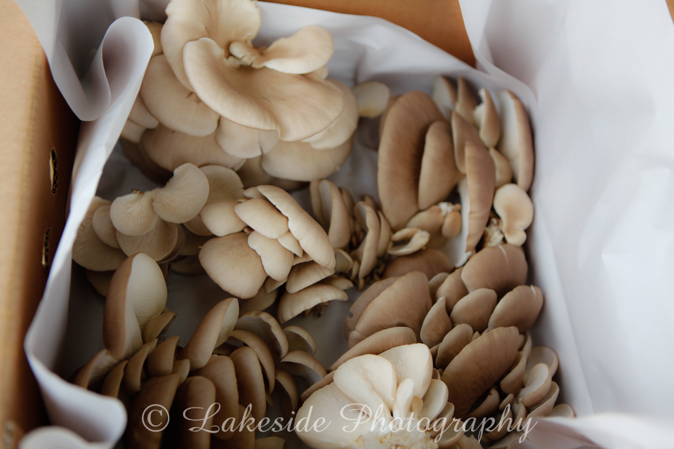 Lakeside Mushrooms | 6 Arrowhead St, Manor Lakes VIC 3024, Australia | Phone: 0448 015 474