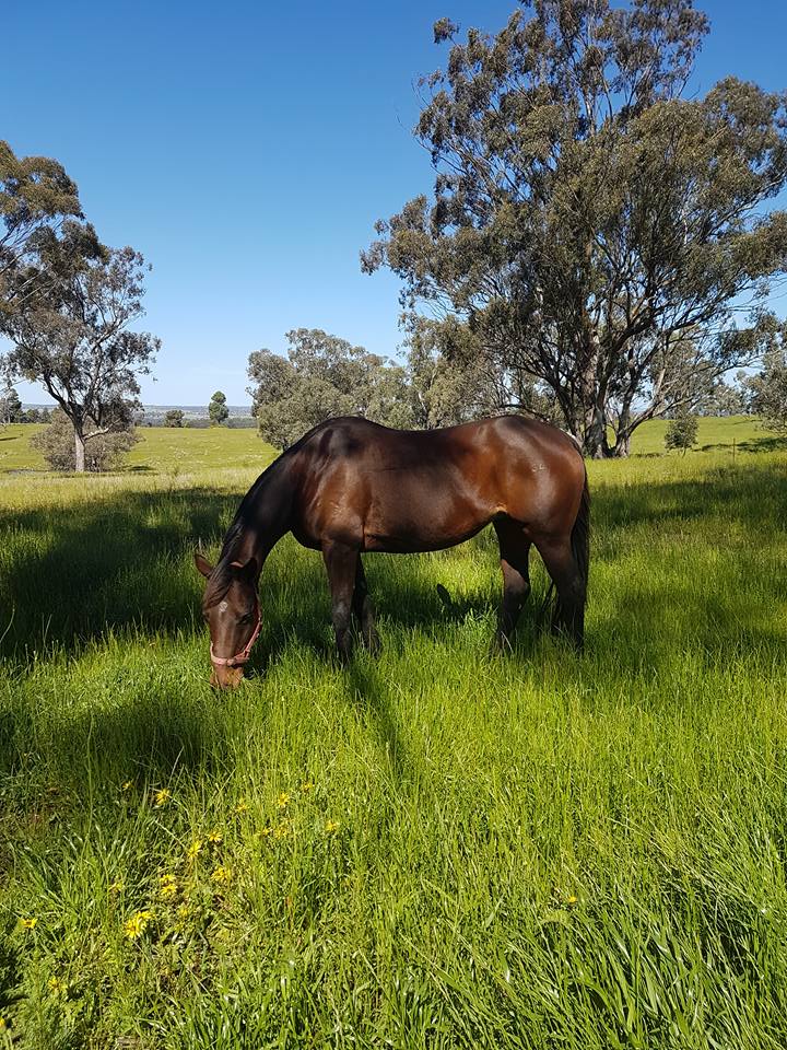 Outback Pony Rides | 27L Camp Rd, Dubbo NSW 2830, Australia | Phone: 0438 383 931