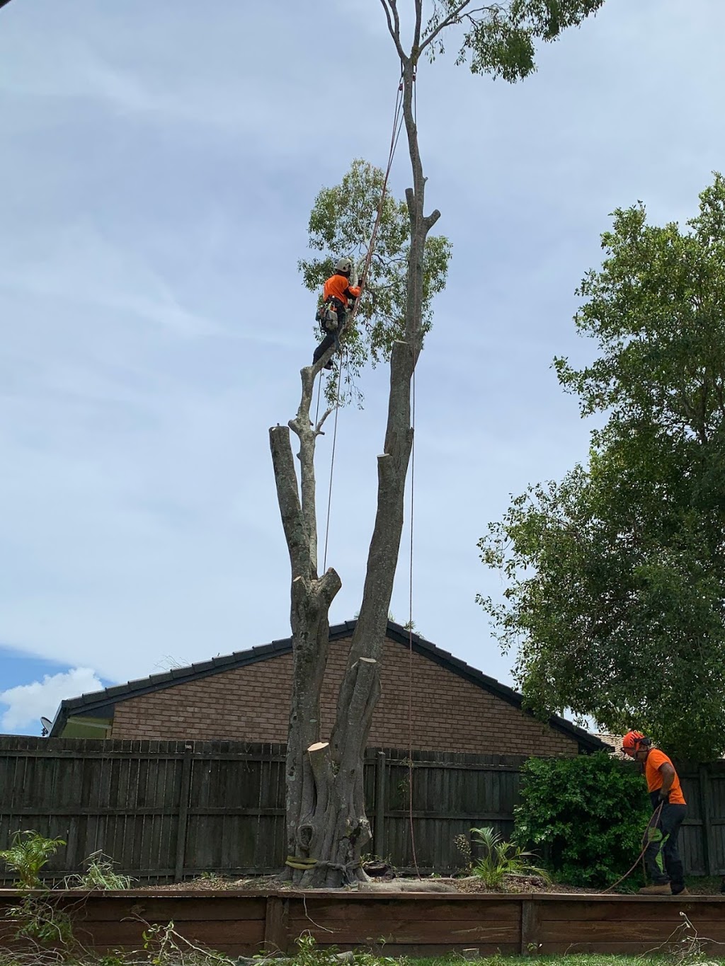 Sunny coast tree Contractors | 465 Eumundi Range Rd, Eumundi QLD 4562, Australia | Phone: 0422 936 005