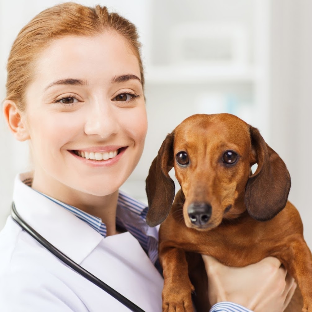 Wyndham Home Vet | 468 Morris Rd, Truganina VIC 3029, Australia | Phone: 0414 838 000