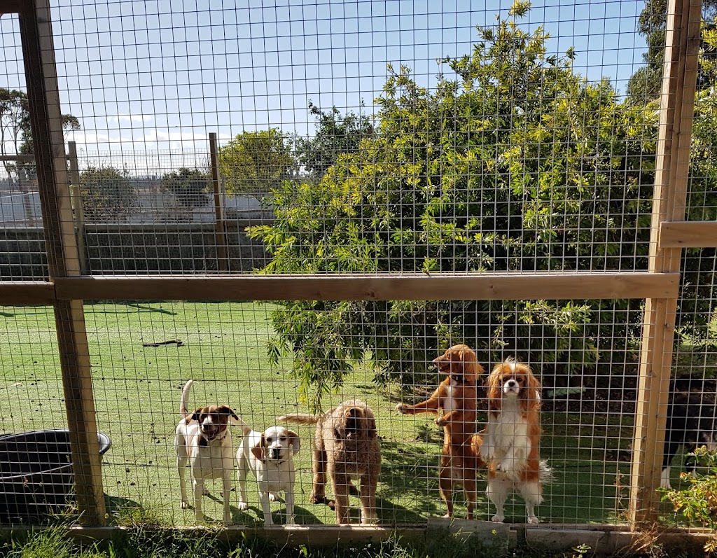 Doggos on Shelomith | 97 Shelomith Dr, Acton Park TAS 7170, Australia | Phone: 0439 984 260