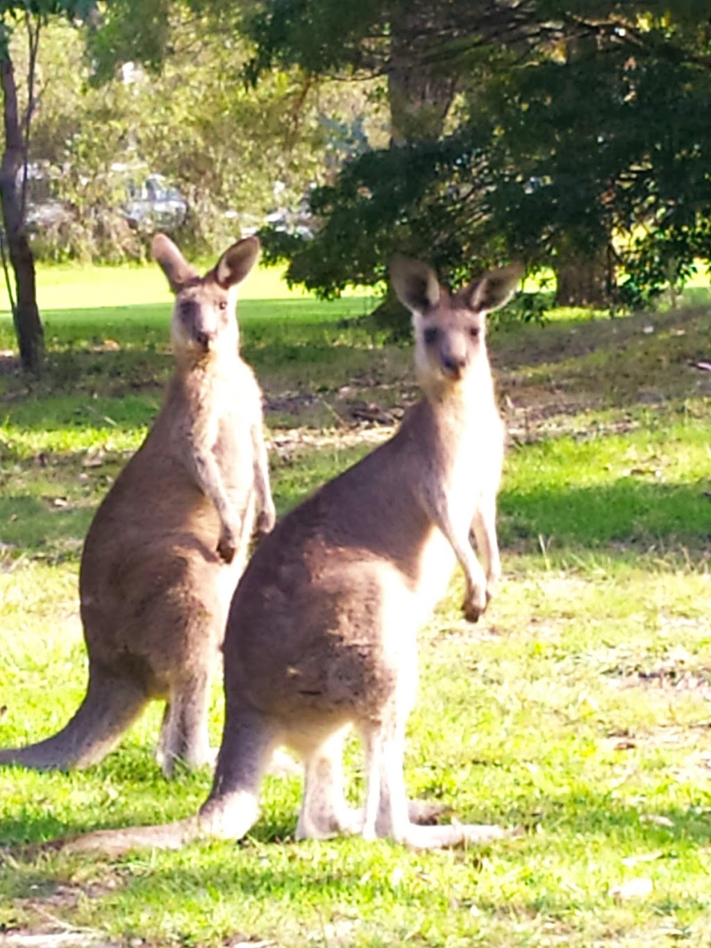 Pambula Merimbula Golf Club | 173 Arthur Kaine Dr, Merimbula NSW 2548, Australia | Phone: (02) 6495 6154