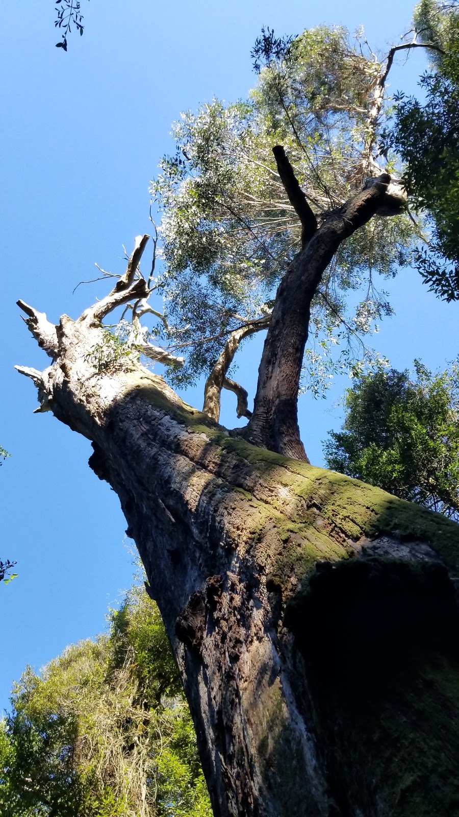 Cathedral of Ferns | Mount Irvine Rd, Mount Wilson NSW 2786, Australia