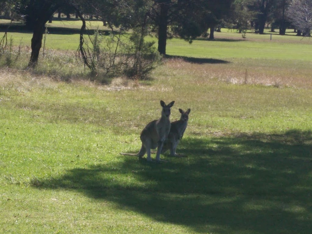 Glen Innes Golf Club | Hutchison Rd, Glen Innes NSW 2370, Australia | Phone: (02) 6732 1555