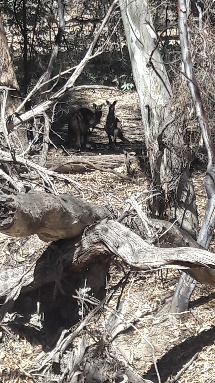 Wilpena Pound Visitor Centre | Flinders Ranges SA 5434, Australia | Phone: (08) 8648 0048