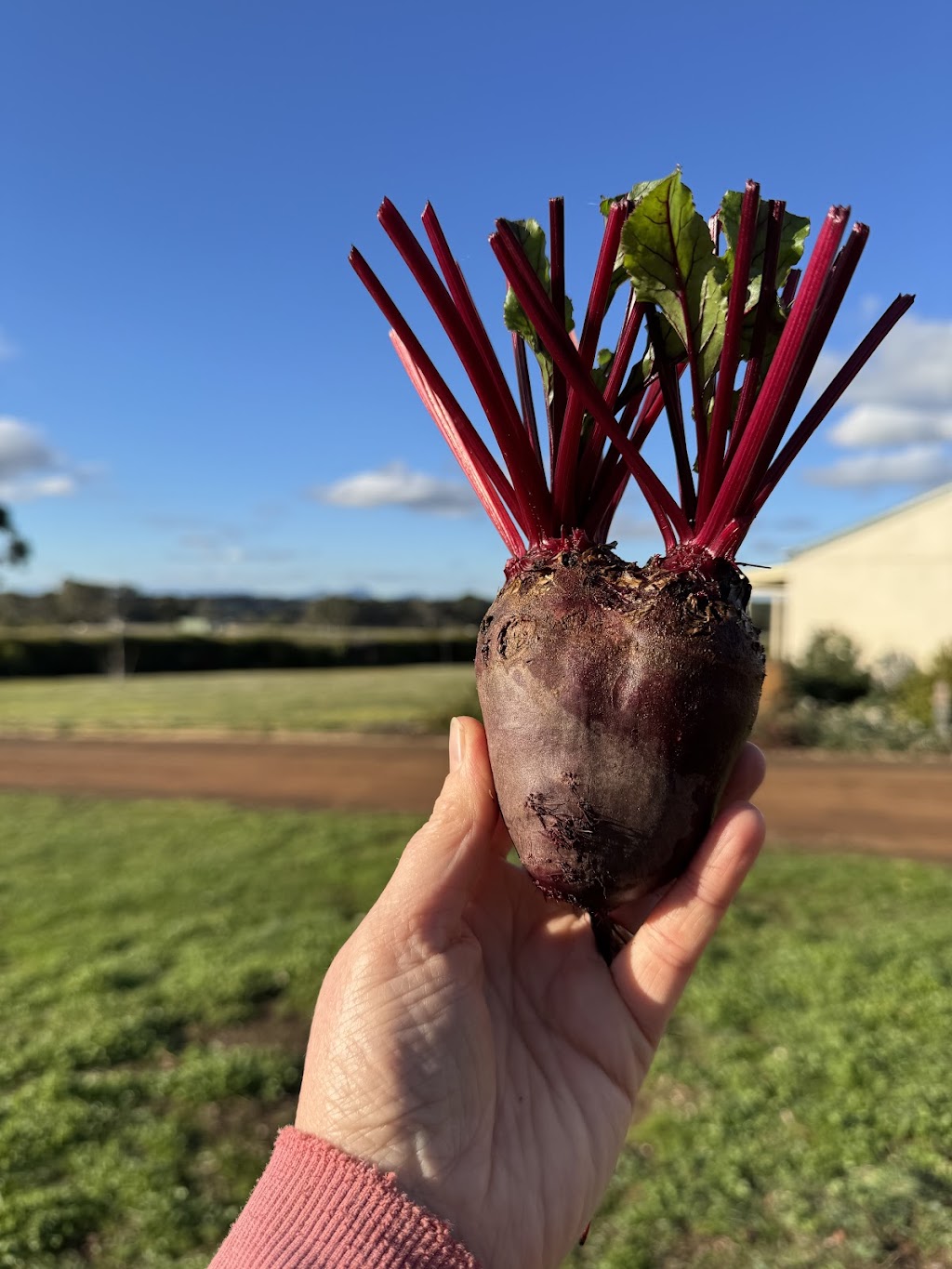 Arteka Farming | 65A Kannenbergs Rd, Hamilton VIC 3300, Australia | Phone: 0459 485 776 Arteka Farming | 65A Kannenbergs Rd, Hamilton VIC 3300, Australia | Phone: 0459 485 776