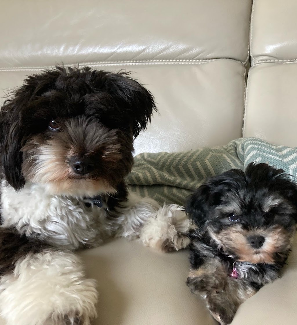 Havsluv Havanese | Wollongong NSW 2500, Australia | Phone: 0427 018 903