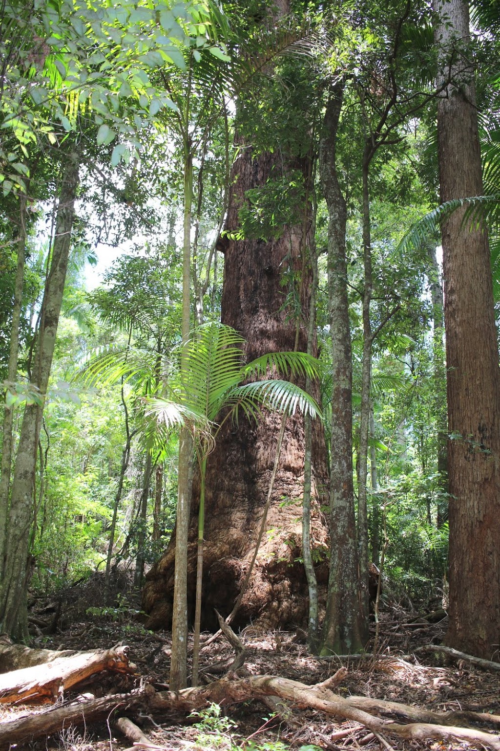 Middle Brother | New South Wales, Australia