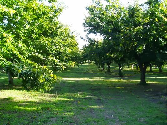 Brittle Jacks Chestnut Farm | 645 Lookout Rd, Mullion Creek NSW 2800, Australia | Phone: (02) 6365 8353