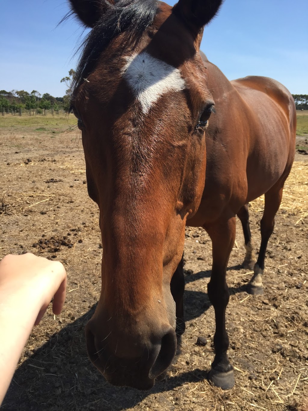 Wallington Park Equestrian Centre | 1625 Bellarine Hwy, Wallington VIC 3221, Australia | Phone: (03) 5250 1788