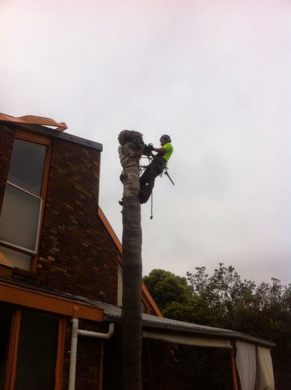 Small tree removals | 98 Oakbank Blvd, Whittlesea VIC 3757, Australia | Phone: 0416 695 138