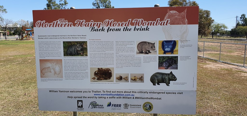 William the Wombat | tourist attraction | Pine St, Thallon QLD 4497, Australia | 0746208877 OR +61 7 4620 8877