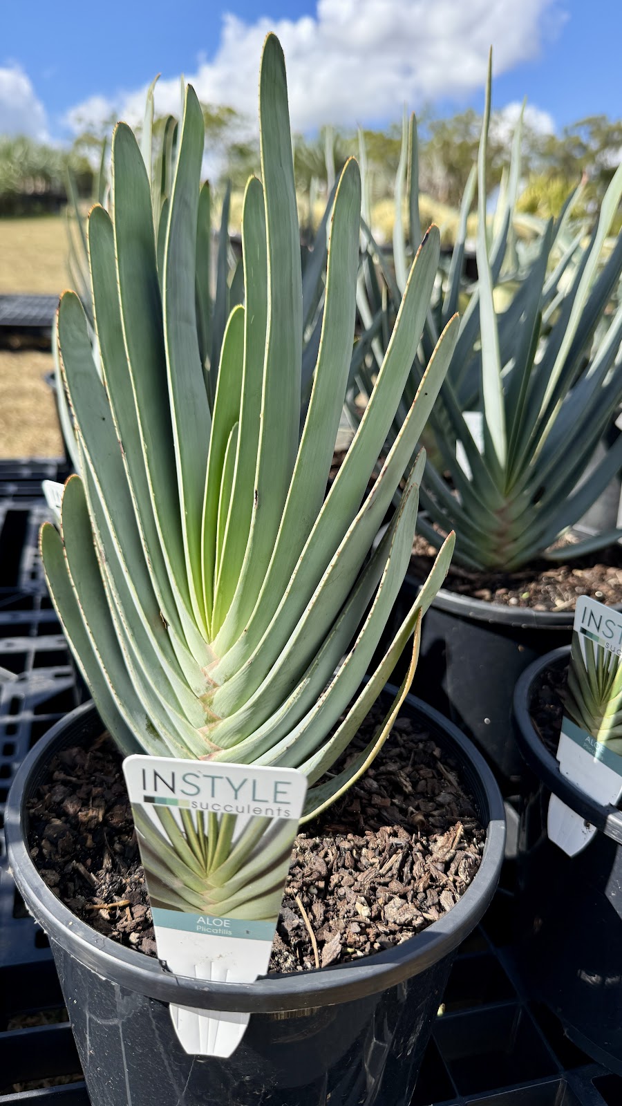 Tropical Living Nursery | 470 Menangle Rd, Menangle NSW 2568, Australia | Phone: 0423 253 500