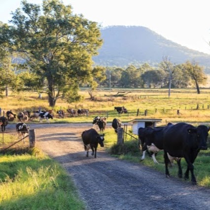 Tommerups Dairy Farm | lodging | 2142 Kerry Rd, Kerry QLD 4285, Australia | 0755449269 OR +61 7 5544 9269