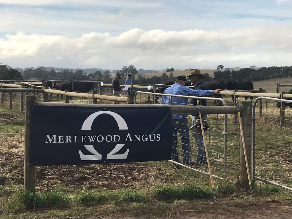 Merlewood Angus | 880 Berrys Creek Rd, Mirboo North VIC 3871, Australia | Phone: 0425 862 941