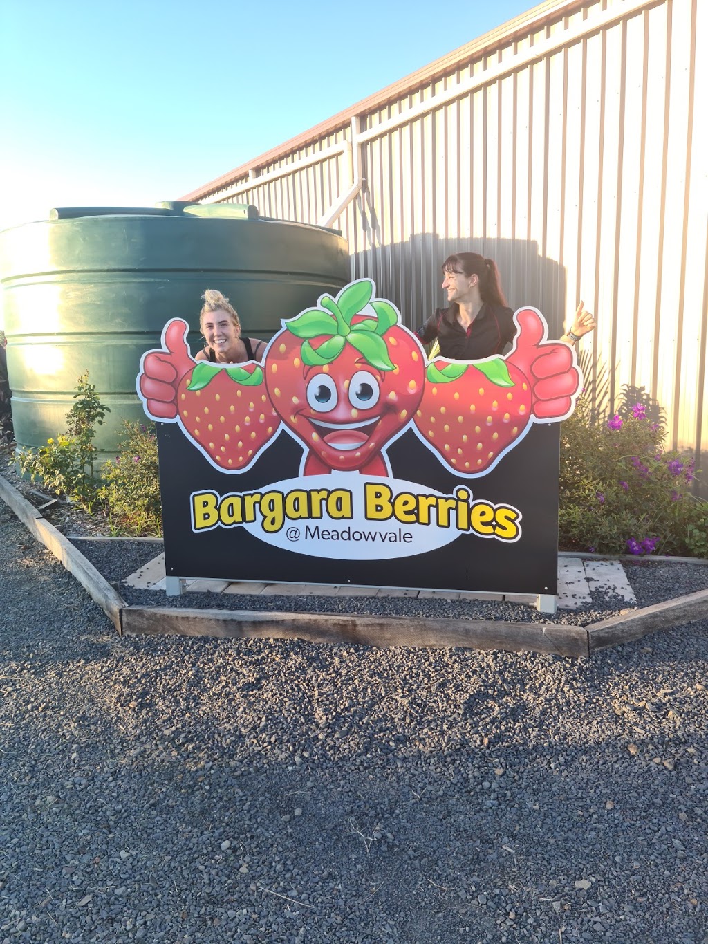 Bargara Berries @ Meadowvale | food | 104 Hoods Rd, Meadowvale QLD 4670, Australia | 0438599520 OR +61 438 599 520
