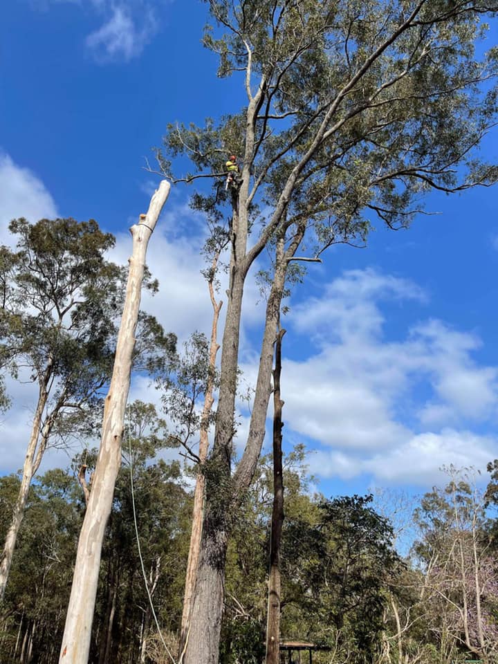 LC Trees | 3 Main St, Smithtown NSW 2440, Australia | Phone: 0488 166 885
