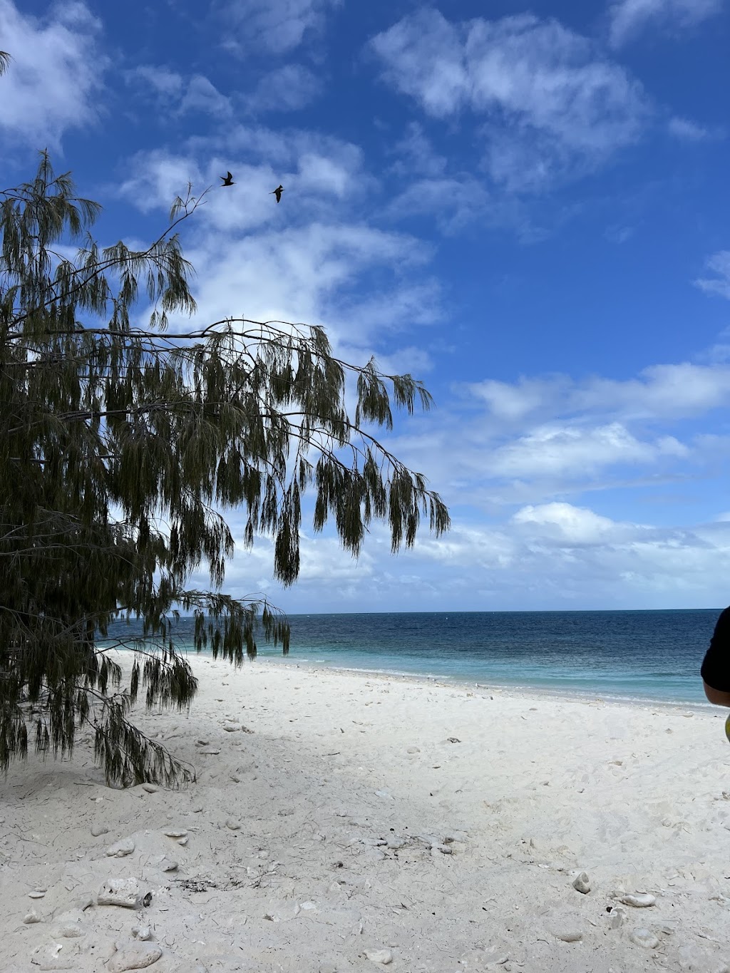 Wilson Island | Unnamed Road, QLD 4805, Australia | Phone: 1800 336 051