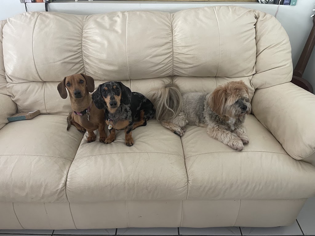 Summer Cuts Dog Grooming | 146 Bishop Rd, Beachmere QLD 4510, Australia | Phone: 0432 366 702
