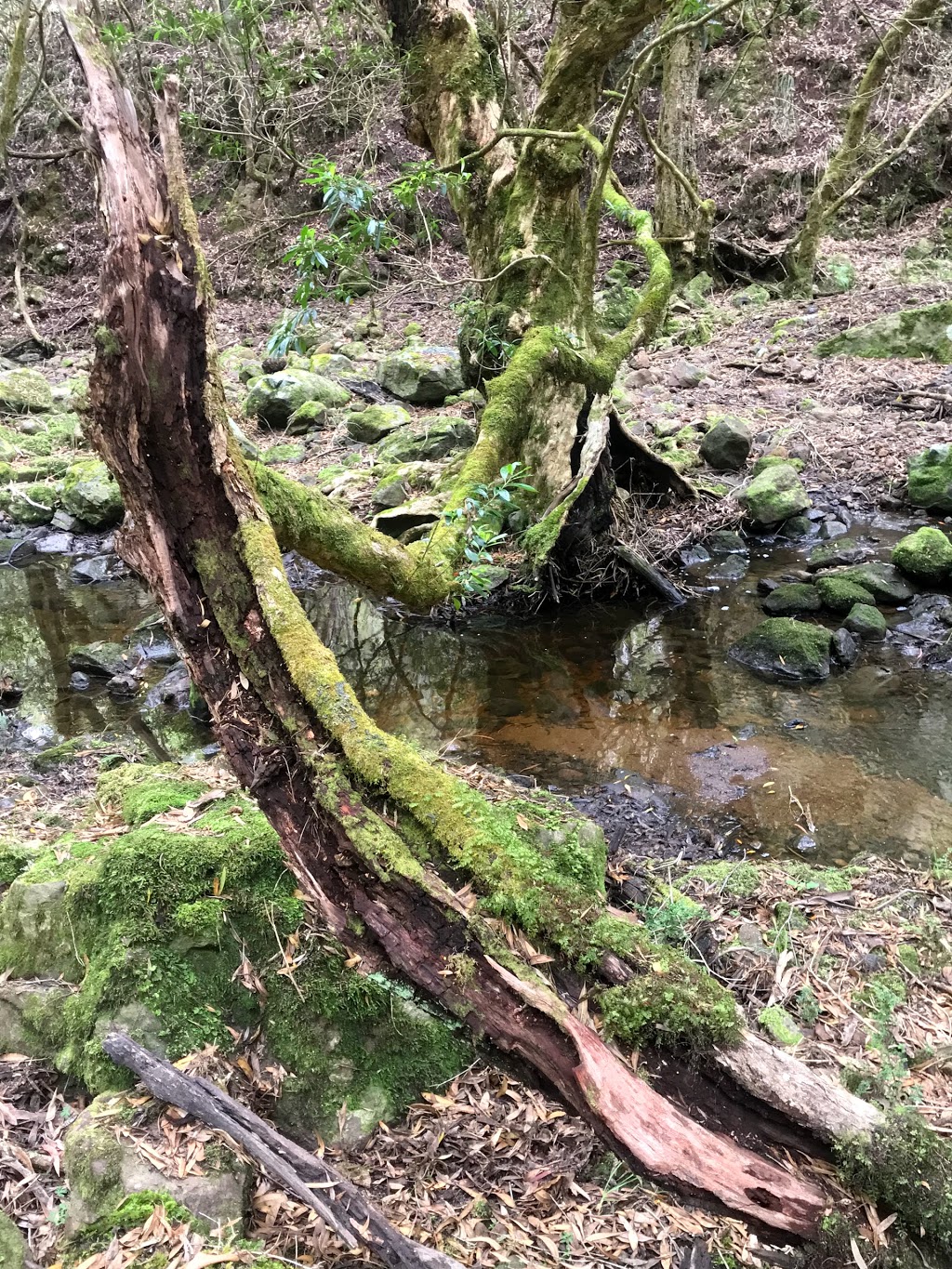 Spring Creek Falls |  | Caves Rd, Buchan VIC 3885, Australia | 131963 OR +61 131963