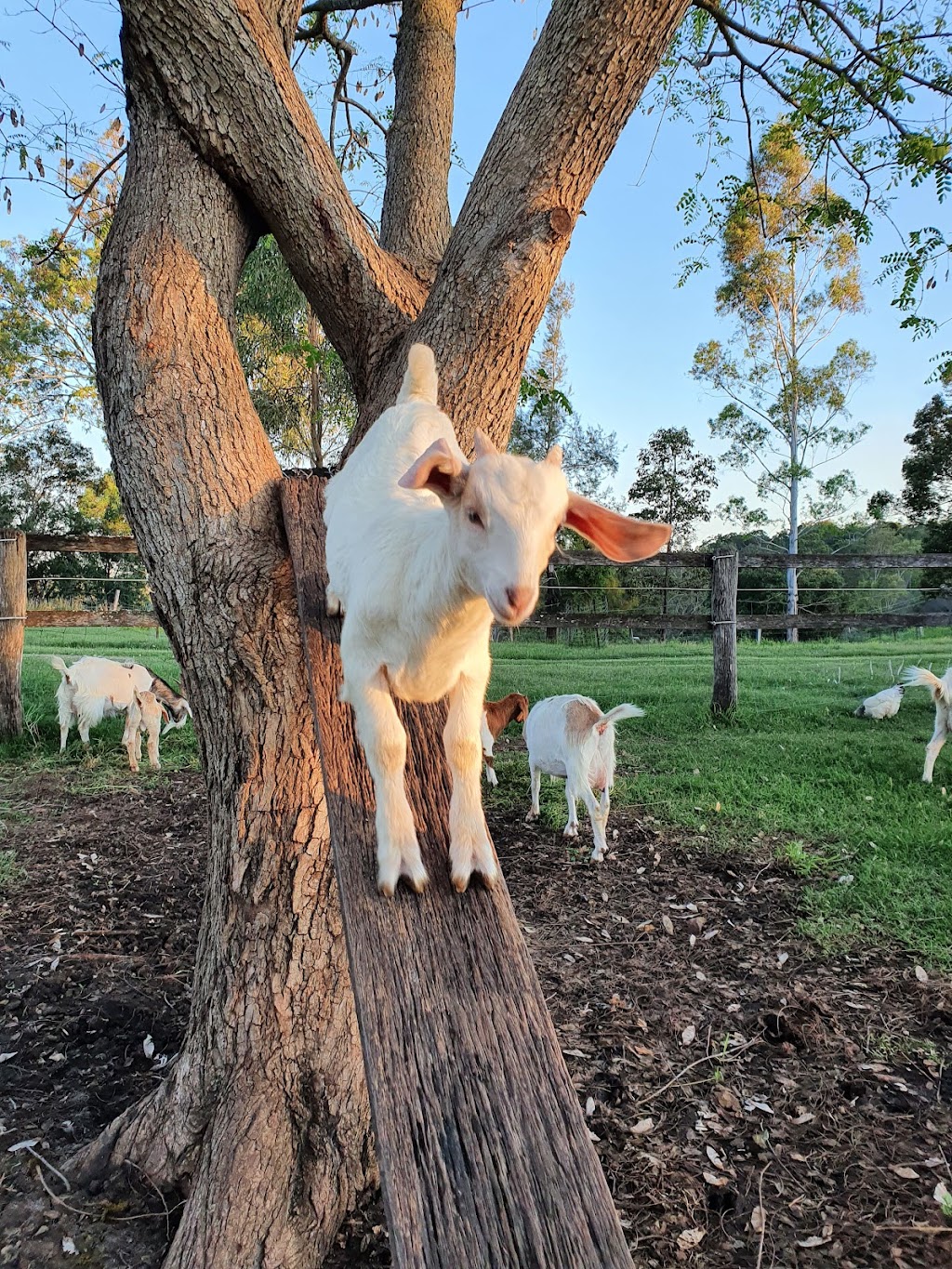 Flagrock Farmstay | 139 Frenches Creek Rd, Frenches Creek QLD 4310, Australia | Phone: 0404 817 475