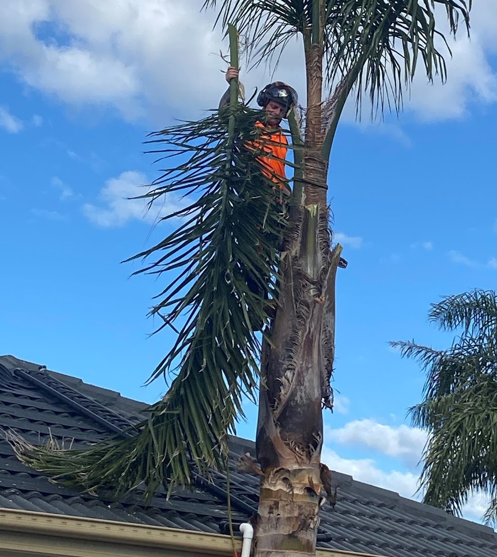 Peninsula Tree Service | Dromana VIC 3936, Australia | Phone: 0421 316 404