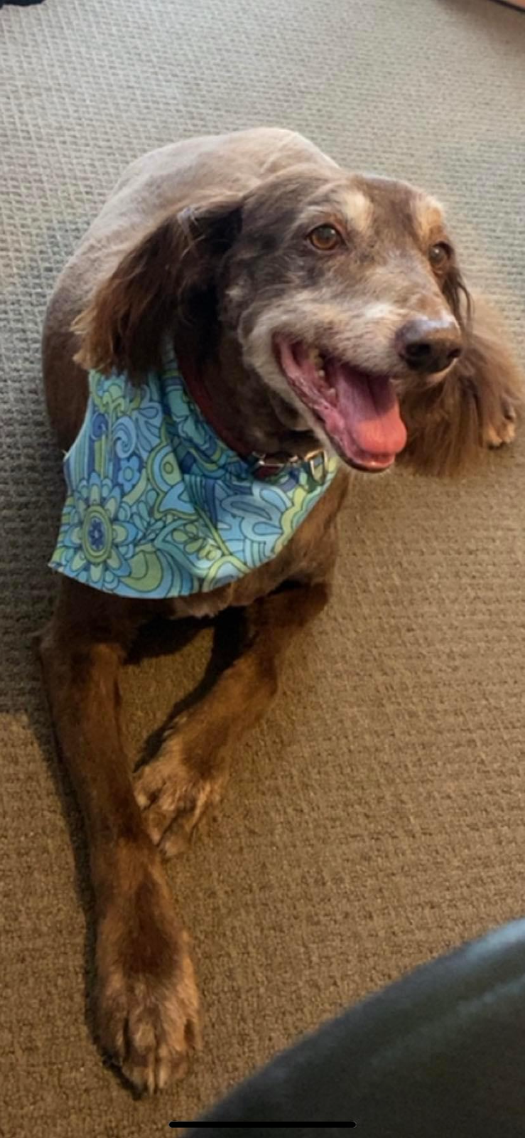 Murphy and Me Dog Grooming | 7 Bell St, Seville VIC 3139, Australia | Phone: 0424 012 033