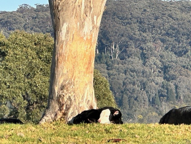 Brigadoon farm Stays | 1616 Bara Rd, Botobolar NSW 2850, Australia | Phone: 0433 828 505